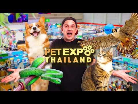 LE PLUS GROS SALON D'ANIMAUX D'ASIE ! 🐶🐱🦎 -TOOPET