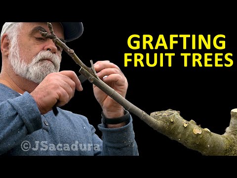 GRAFT a NEW Fig Variety to your Fig Tree | Grafting Fruit Trees