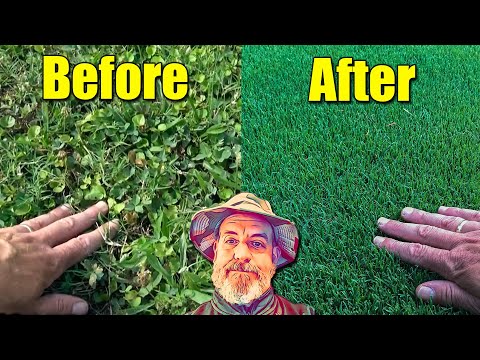 Fixed Ugly Lawn and Spring Growth Lawn Fertilizer