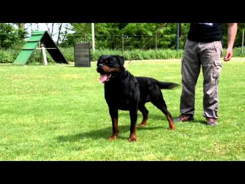 Lennox Haus of Lazic IFR WORLD SHOW 2015 CZECH REPUBLIC