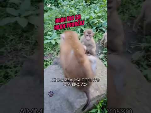 Danica#memes #funny #cat #animals #balkan #humour #pets #cute #parodija #humor