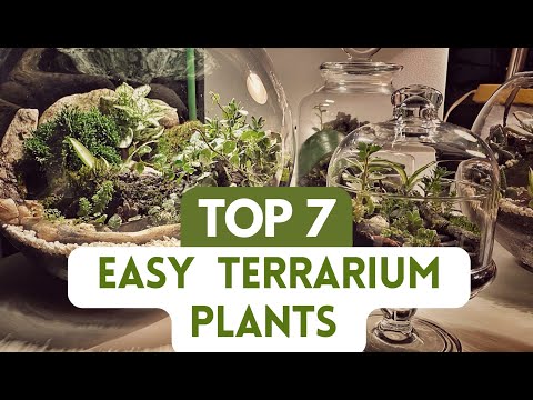 Top 7 Plants for Closed Terrarium; Best Easy Terrarium Plants 2023