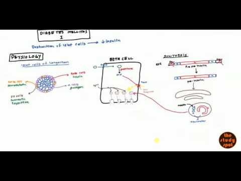 Wie produzieren Ihr Insulin Bei Typ-2-Diabetes kann sein, ob Pfannkuchen