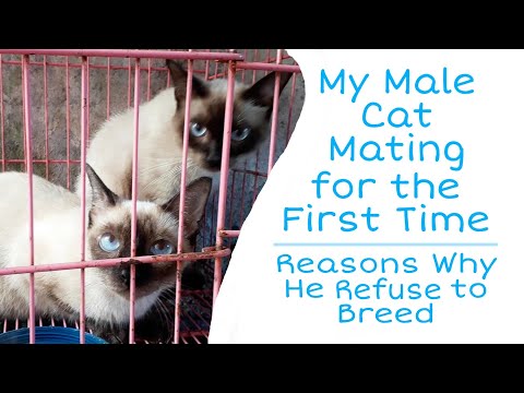 My Male Cat Mating for the First Time | Reasons Why Male Cat Refuse to Breed by Shine Infante