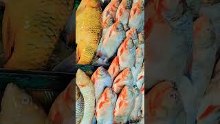 Download lagu mix fish and https://youtube.com/shorts/eA_u27wJD8Q?si=tOAiaIT3RBtnNdRG mp3