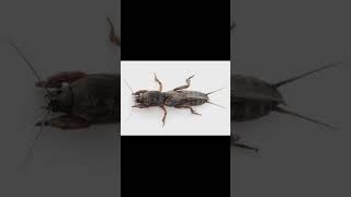 Download lagu Sora gaang. Suara orong-orong alias Anjing Tanah pengusir tikus. Tanda keberuntungan mp3