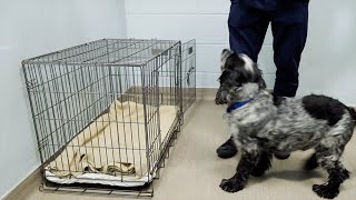 How to Crate Train Your Puppy or Dog | The Battersea Way