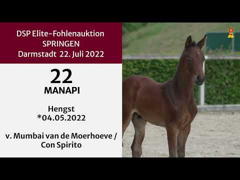 KN 22: Hengstfohlen v. Mumbai van de Moerhoeve/Con Spirito