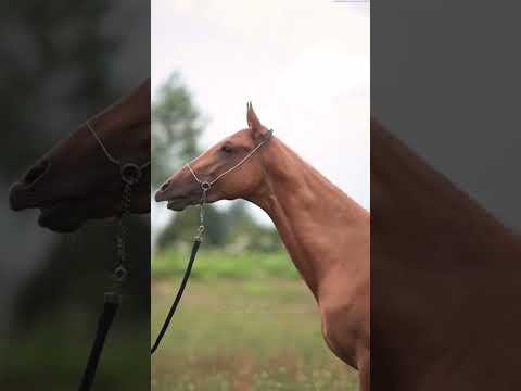 , title : 'Gypsy Vanner or Akhal Teke? 💛💛 #fyp #viral #trending #shorts #equestrian #horse'