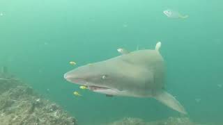 2024 04 澳洲 沙虎鯊 Wolf Rock [ Grey Nurse Shark ]