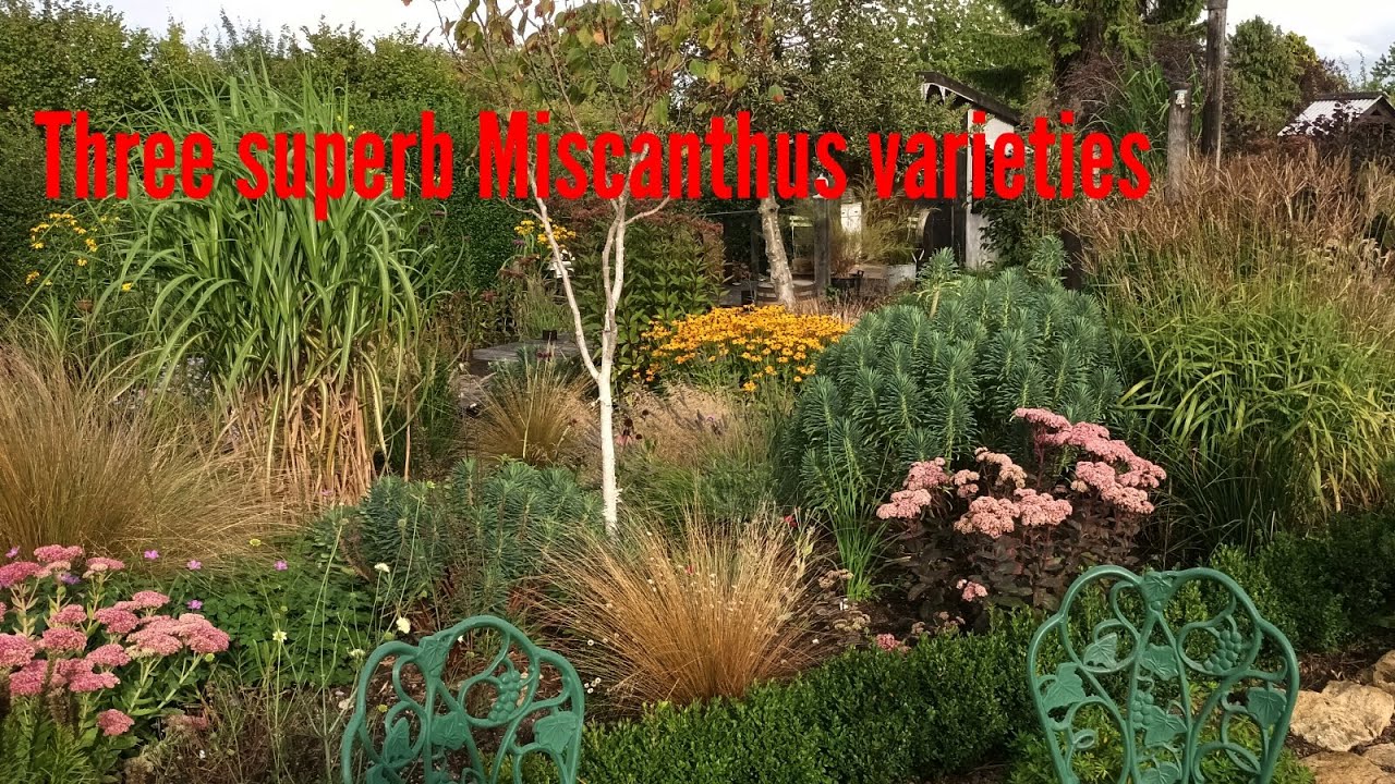 miscanthus you must try