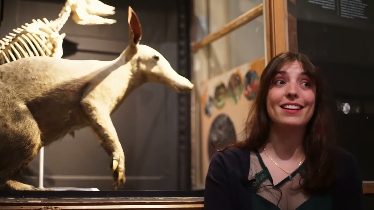 L'Oryctérope par Justine