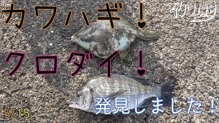 【館山釣り情報】各港びみょー・・カワハギ！クロダイ？5/15【釣りっぱり】