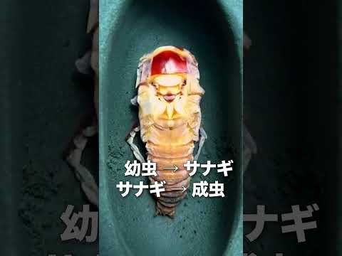 キューバアマガエル