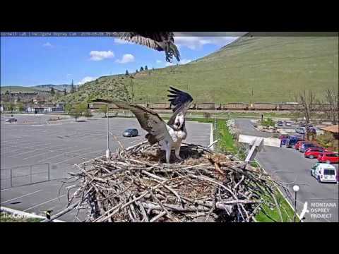 Hellgate Ospreys * IRIS Defends Her Precious Eggs! * SLOMO * Intruder Approaches Nest Twice * 5/6/19