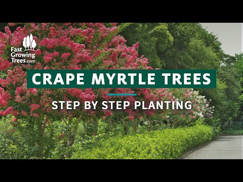 Crape Myrtle Tree | Step by Step Planting