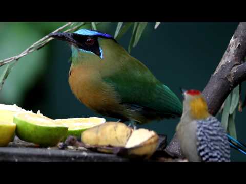 Blue-crowned Motmot