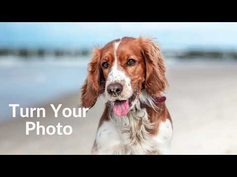 Custom Pet Memorial Frame with Photo and Collar Display