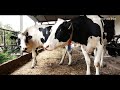 Ketosis In Cows High Treatment Costs And Dangerous Complications