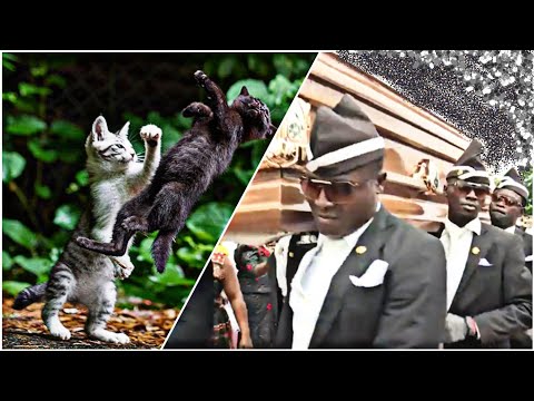 Funniest ANIMAL FIGHTS⚰ COFFIN DANCE MEME #7
