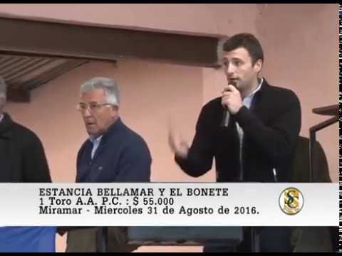 31-08-16 Venta de Toros P.C. - Estancia Bellamar y El Bonete - Miramar.