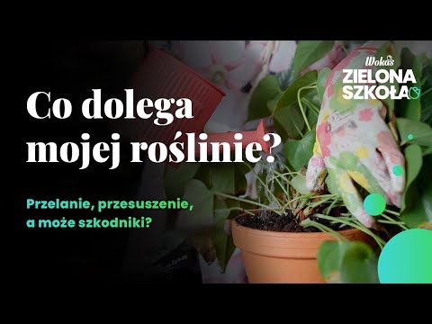 , title : 'Roślinne SOS | Czy Twoją roślinę da się jeszcze uratować?'