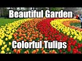 Keukenhof Garden Tulip Paradise In Lisse Netherland