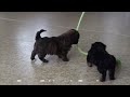 Shihpoo dogs for sale: Sherrie - Video 1