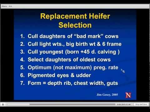 Cost Effective Replacement Heifer Development