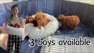 3 beautiful boys | 美国泰迪宝宝太萌了，待结缘噢