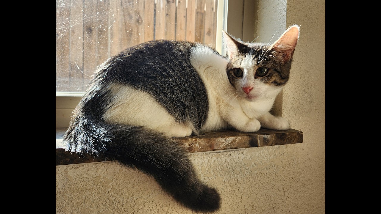 Enlarge Duke, a ADOPTABLE mixed breed in Oklahoma City, OK video 5/5