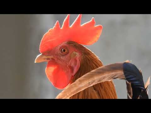 Hen-THE BIG ROOSTERS CROWING COMPILATIONTHE BIG ROOSTERS CROWING COMPILATION