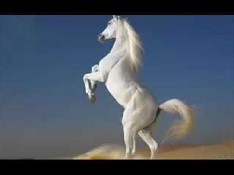 Pro Kuchek 2012    2013 ork djodji Bend   Vihar 2