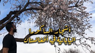 preview picture of video 'كويتي في افغانستان - مزار شريف  | Afghanistan -  اليوم الرابع'