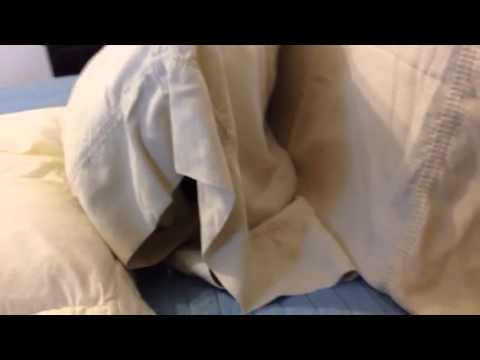 download lagu mp3 mp4 Sleeps With Cats Pillowcase, download lagu Sleeps With Cats Pillowcase gratis, unduh video klip Sleeps With Cats Pillowcase