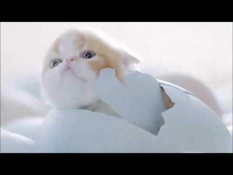Cats and Cute Kittens overload Compilation | Cutest Cats Ever - You Never Seen Before