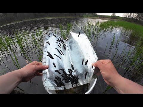 Leech Trapping and Storage Tips!