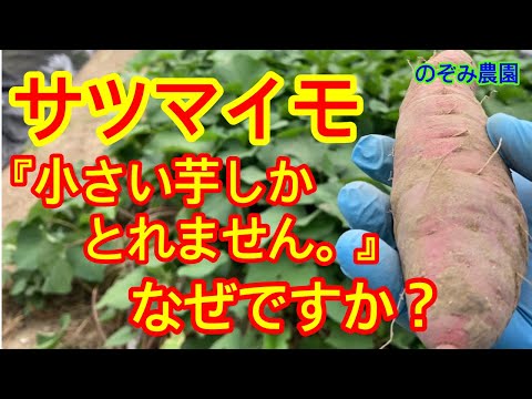 モミかスプルースか?違い 庭の練習