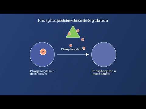 Glycogenolysis – Enzymes, Steps, Regulation, Functions - Video