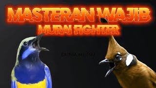 Download lagu #13 MASTERAN MURAI BATU FULL ISIAN CILILIN VS CUCAK CUNGKOK SEJALUR WAJIB DIPUTAR! mp3