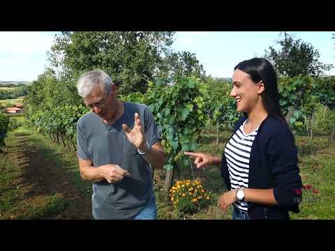 Umetnost u čaši ep. 47 29.09.2020. Vinarija Botunjac