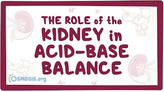The role of the kidney in acid-base balance - renal physiology