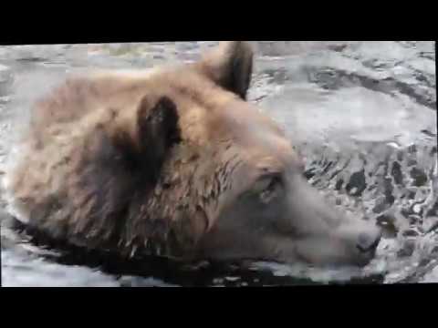 Orsa Bjornpark, Zweden