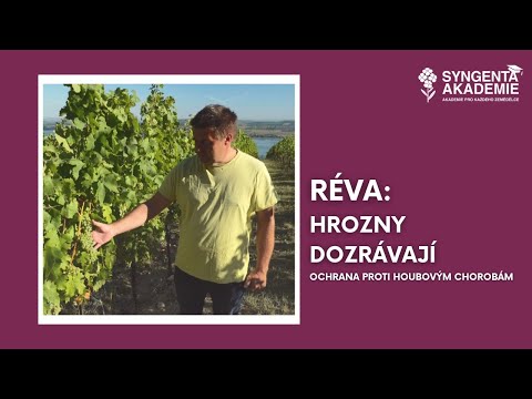 , title : 'Akademie Syngenta réva 7.díl - Hrozny dozrávají | Syngenta Česká republika'