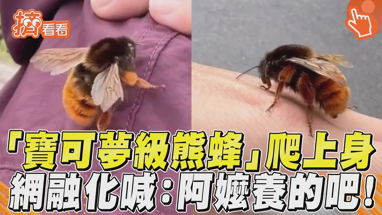 影音/「寶可夢級熊蜂」爬上身 網融化喊:阿嬤養的吧!
