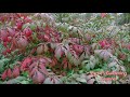 Burning Bush, What Do Burning Bushes Look Like, Do Birds Eat Burning Bush Berries Burning Bush, What Do Burning Bushes Look Like, Do Birds Eat Burning Bush Berries