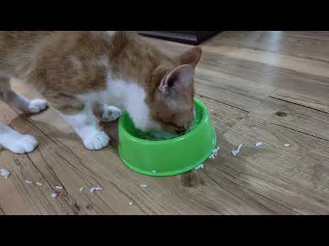 My cat chew and drop his food