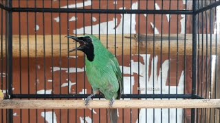 Download lagu TERAPI memulihkan CUCAK IJO STRESS agar KEMBALI GACOR mp3