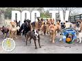 Entertaining Doggy Daycare TV Dog Video For Dogs To Watch Relaxing Music Real Sounds