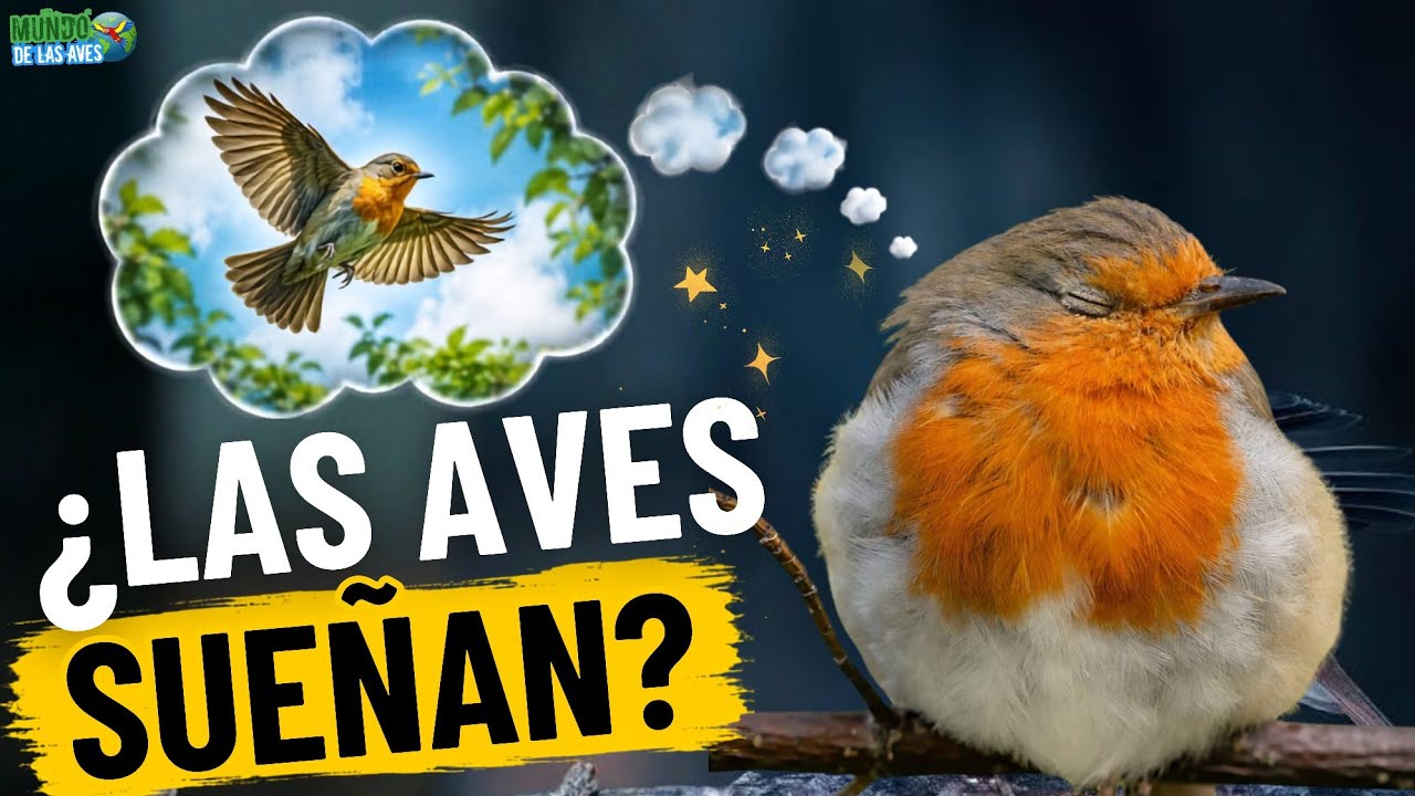 Las aves también sueñan... ¿PERO QUÉ SUEÑAN?